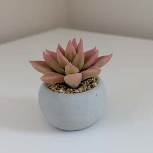 Faux Succulent with Planter, 3 X 3 X 2.5